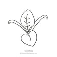 Black line drawing of a spinach seedling on a white background with "Seedling" text and copyright for Botanical Interests, Inc.