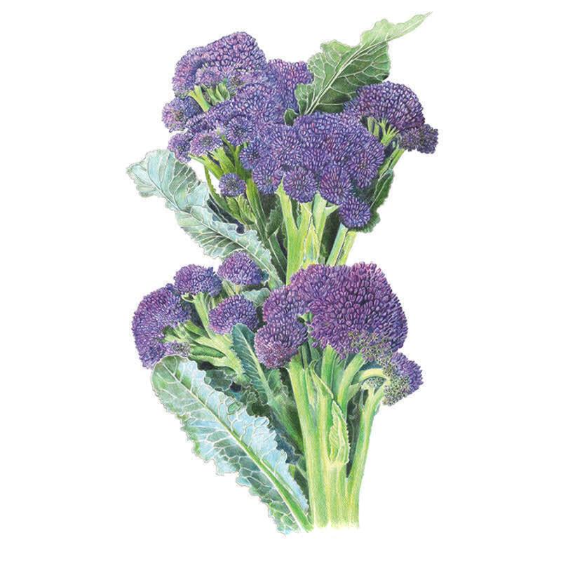 Botanical illustration of purple sprouting broccoli, showing thick green stalks with clusters of tightly budded burgundy-purple florets and broad blue-green leaves, on a white background.