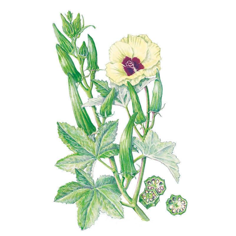 Illustration of a leafy Clemson Spineless 80 okra plant with green pods, sliced pod cross-sections showing seeds, and a light yellow flower with a purple center on a white background