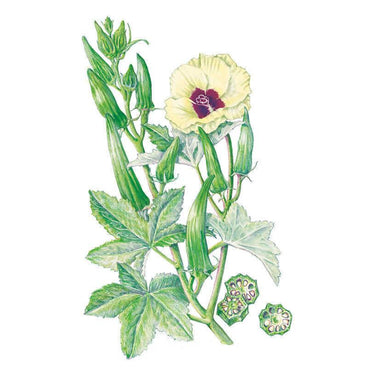 Illustration of a leafy Clemson Spineless 80 okra plant with green pods, sliced pod cross-sections showing seeds, and a light yellow flower with a purple center on a white background