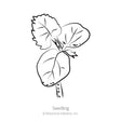 Black line drawing of an okra seedling on a white background, labeled "Seedling" with copyright text for Botanical Interests, Inc.