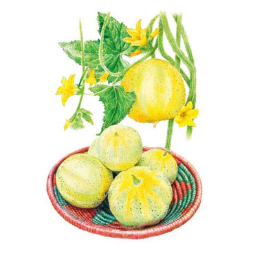 Botanical illustration of round, pale yellow lemon cucumbers with faint green mottling, shown both on the vine with yellow blossoms and heart-shaped leaves, and piled in a woven basket.