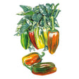 Botanical illustration of a variegated white-and-green leafed pepper plant bearing elongated fruits ripening through green, red, yellow and orange, with two loose harvested peppers shown streaked orange and dark green below.