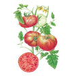 Botanical illustration of a Cherokee Carbon tomato vine bearing ribbed, dusky red fruit in various stages of ripeness alongside a pale green unripe tomato and yellow flowers, with a halved tomato showing its deep red, richly marbled interior in the foreground.