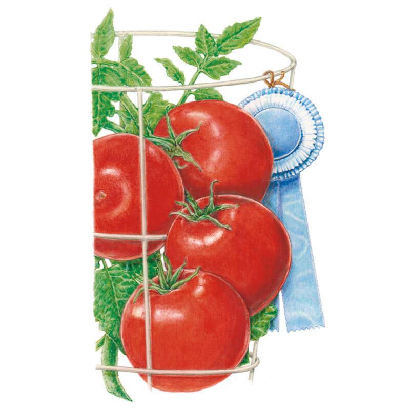 Illustration of four glossy red tomatoes with green foliage growing in a wire cage, hung with a blue first-place ribbon.