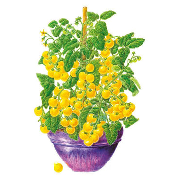 Illustrated bush tomato plant staked in a purple pot, densely covered with clusters of small round yellow cherry tomatoes and green foliage, with a single loose tomato beside the pot.