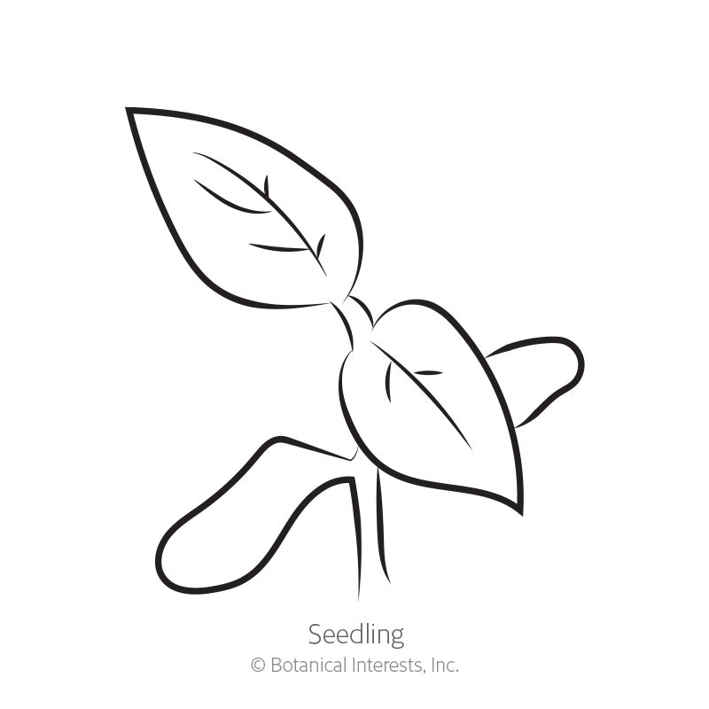 Line drawing of a young seedling with two rounded cotyledon leaves and two pointed true leaves emerging above, labeled "Seedling" beneath the illustration.