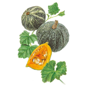 Botanical illustration of Kurinishiki kabocha squash showing two whole dark green mottled fruits with vine leaves, alongside a cut wedge revealing bright orange flesh and pale seeds.