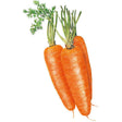 Illustration of three plump, tapered orange Shin Kuroda carrots bundled together with their trimmed green leafy tops still attached, shown against a plain white background.