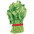 Illustration of a bundled bunch of Chinese broccoli (kailaan), showing thick pale-green stalks with small budding florets and broad ruffled leaves, tied together with red raffia against a white background.