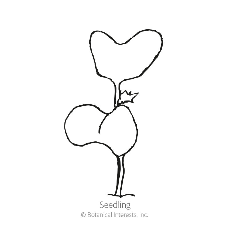 Line drawing of a young seedling with two round cotyledon leaves and a single emerging pointed true leaf atop a slender stem, labeled "Seedling" beneath the illustration.