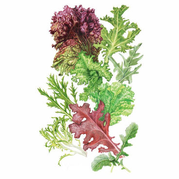 Botanical illustration of a variety of green and dark red ruffled salad greens, including oak leaf, frilly, and deeply lobed mesclun lettuce leaves on a white background, for Chef's Choice Mesclun Lettuce Seeds.