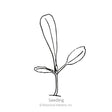 Black line drawing of Chef's Choice Mesclun Lettuce seedling on a white background with 'Botanical Interests, Inc.' branding.