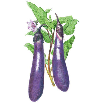 Botanical illustration of two long, glossy purple eggplants hanging from a green leafy branch with a light purple bloom, for Long Purple Eggplant Seeds.