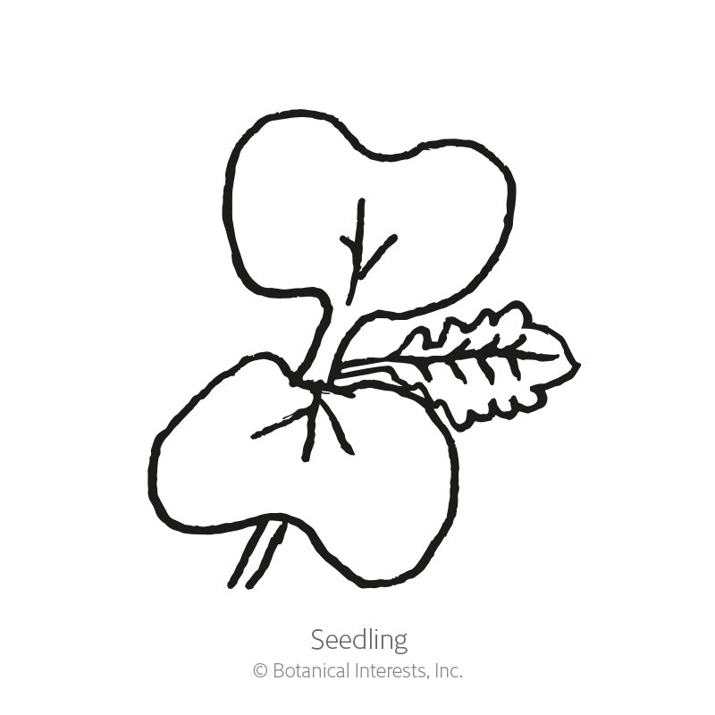 Line drawing of a gai choy mustard seedling, showing two rounded cotyledon leaves and one emerging serrated true leaf on thin stems, labeled "Seedling."