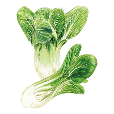 Botanical illustration of two bok choy heads showing thick pale white stalks and glossy dark green ribbed leaves, one standing upright and one lying on its side.