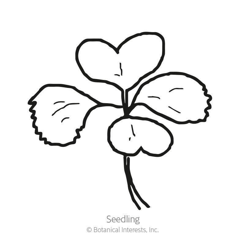 Line drawing of a bok choy seedling with two rounded heart-shaped leaves and two smaller crinkled leaves on a single stem, labeled "Seedling" beneath the illustration.