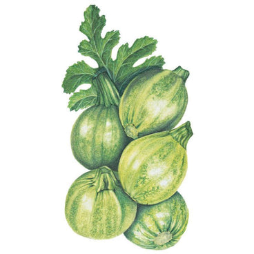 Botanical illustration of round zucchini summer squash, showing five pale to dark green globe-shaped fruit with mottled and striped skin, topped with a cluster of lobed green leaves, on a white background.