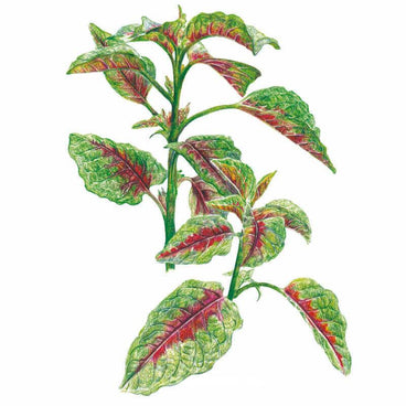Botanical illustration of edible red leaf amaranth, showing branching stems with broad green leaves marbled and streaked with deep red and burgundy veining, set against a plain white background.