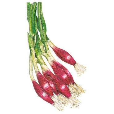 Botanical illustration of Italian Red of Florence bunching onions, showing elongated deep red bulbs with slender white roots and long green stalks, grouped in a bunch against a white background.