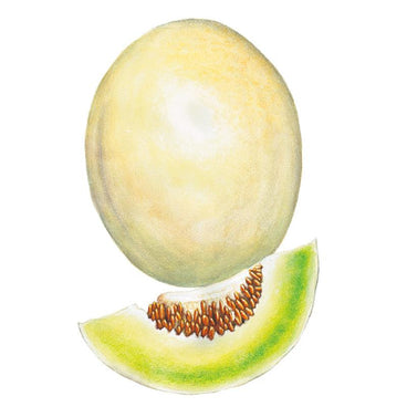 Illustration of a whole honeydew melon with smooth pale yellow-green skin, alongside a cut wedge revealing pale green flesh and a cluster of tan seeds, on a white background.