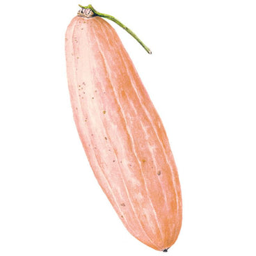 Botanical illustration of a Pink Banana winter squash, showing its long tapered fruit with salmon-pink skin, faint ribbed striping, and a short curved green stem, set against a plain white background.