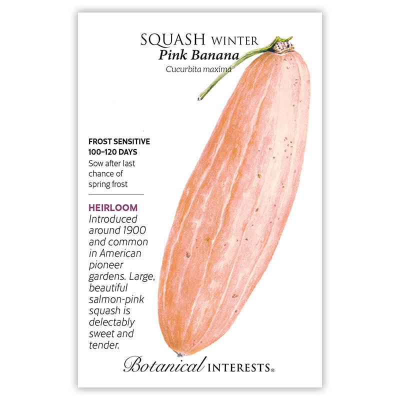 Botanical Interests seed packet for Pink Banana Winter Squash featuring an illustration of a long, tapered salmon-pink squash with a curled green stem, alongside printed text noting it's heirloom, frost sensitive, matures in 100–120 days, and dates to around 1900.