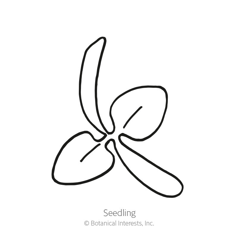 Simple black-and-white line drawing of a New Zealand spinach seedling, showing narrow, curled cotyledon leaves alongside broader rounded true leaves, labeled "Seedling" beneath the illustration.