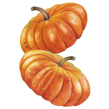 Illustration of two flattened, deeply ribbed Cinderella pumpkins with rich orange skin and thick curved stems, shown on a white background.