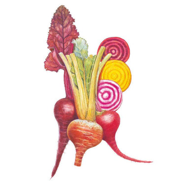 Illustration of a bundle of colorful beets, including deep red, yellow, and striped pink-and-white Chioggia beet slices with green tops, for Gourmet Blend Beet Seeds.