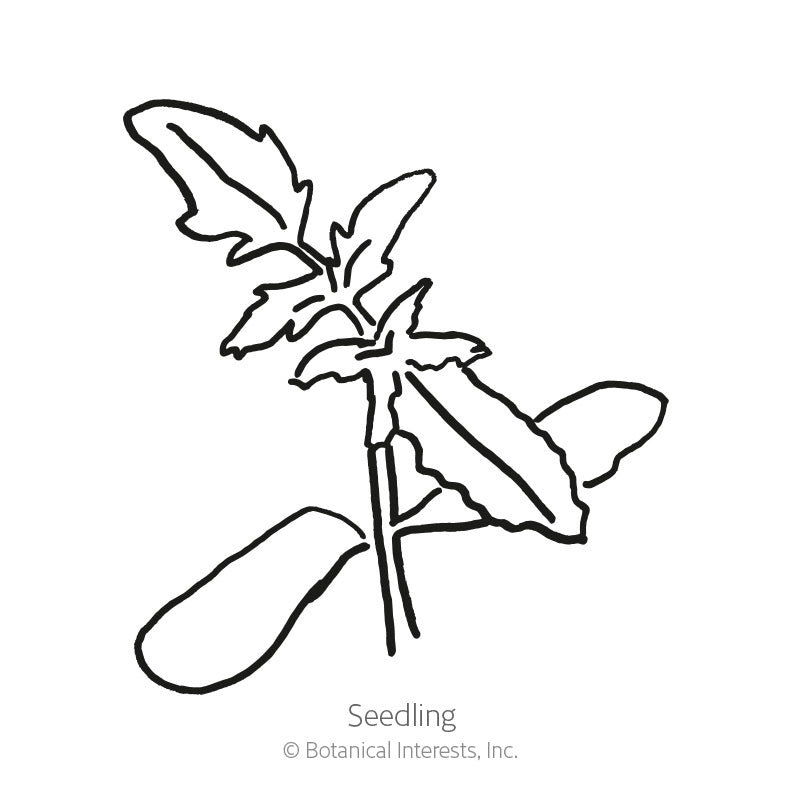 Line drawing of a young tomato seedling showing two smooth oval seed leaves and a set of jagged, lobed true leaves branching from a central stem, labeled "Seedling."