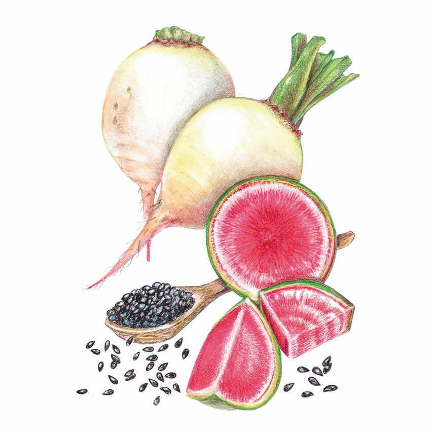 Illustration of watermelon radishes showing their pale green-white skin whole, with wedges and a cut round revealing vivid magenta flesh, alongside a wooden spoon of small black seeds scattered on white.
