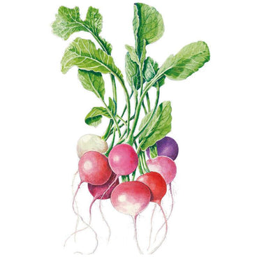 Detailed botanical illustration of a colorful cluster of Easter Egg Blend radishes in shades of red, pink, white, and purple with vibrant green leafy tops on a white background.