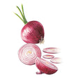 Illustration of a red Amposta onion with green shoots and root threads, shown whole beside a halved bulb and several cut slices revealing the purple-and-white ringed flesh.