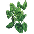 Botanical illustration of Lavewa spinach showing a rosette of glossy, dark green, slightly puckered oval leaves on pale stems against a plain white background.