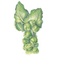 Botanical illustration of a Brussels sprouts stalk, showing tightly packed round green sprouts along the stem beneath two large veined leaves, set against a plain white background.
