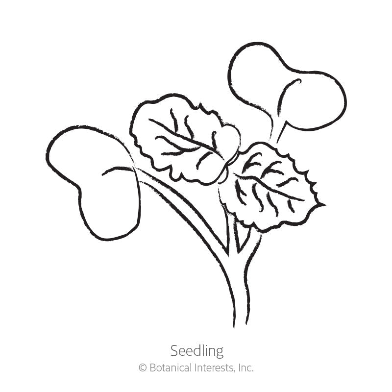 Line drawing of a young radish seedling labeled "Seedling," showing rounded seed leaves and two textured, ruffled-edged true leaves emerging from a single stem.