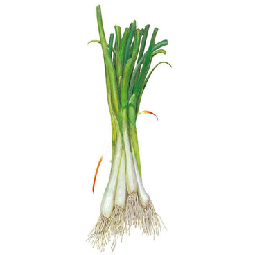 Illustration of a bunched scallion onion showing tall, upright dark green hollow leaves, long white stalks, and a mass of fine white roots at the base, set against a plain white background.