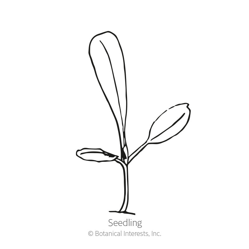 Black and white line art illustration of a young lettuce seedling with a slim stem and long, slender leaves, labeled "Seedling" with copyright text for Botanical Interests, Inc., for Parris Island Cos Romaine Lettuce Seeds.