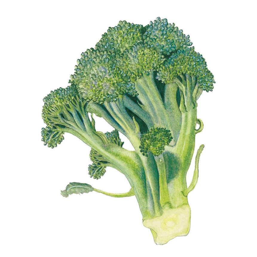 Botanical illustration of Waltham 29 broccoli showing a cut head with clustered blue-green florets branching from thick pale stalks with a fresh cut base.