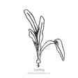 Line drawing of a beet seedling labeled "Seedling," showing a small round bulb with fine roots and several narrow, elongated leaves emerging upward and to the side.
