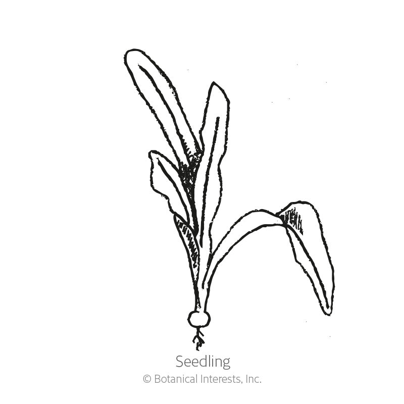 Line drawing of a beet seedling labeled "Seedling," showing a small round bulb with fine roots and several narrow, elongated leaves emerging upward and to the side.