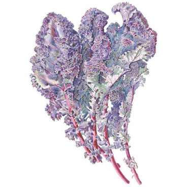 Botanical illustration of Redbor kale showing tightly ruffled, curly purple-blue leaves with pink-red veins and stems, clustered on a plain white background.