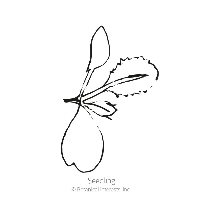 Line drawing of a young seedling with two rounded cotyledon leaves and one serrated true leaf emerging from a slender stem, labeled "Seedling."