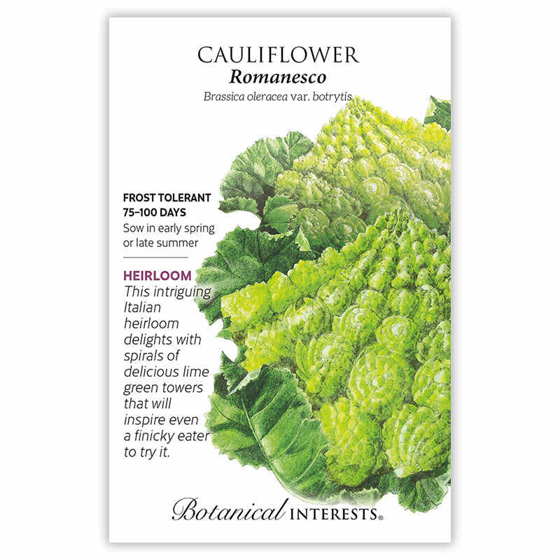 Seed packet for Romanesco Cauliflower featuring an illustration of the vegetable's spiraling lime-green fractal florets surrounded by broad leaves, with text noting it's frost tolerant, matures in 75–100 days, and is an Italian heirloom variety.