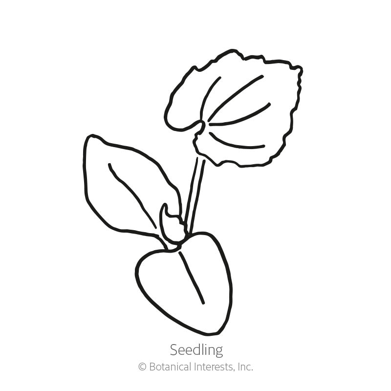Line drawing of a pumpkin seedling labeled "Seedling," showing two rounded cotyledon leaves at the base and one true serrated leaf growing above them on a slender stem.