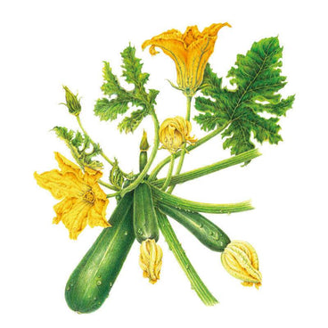 Botanical illustration of Emerald Delight summer squash showing several dark green courgettes still attached to the vine, with large trumpet-shaped yellow blossoms, unopened buds, and toothed green leaves.