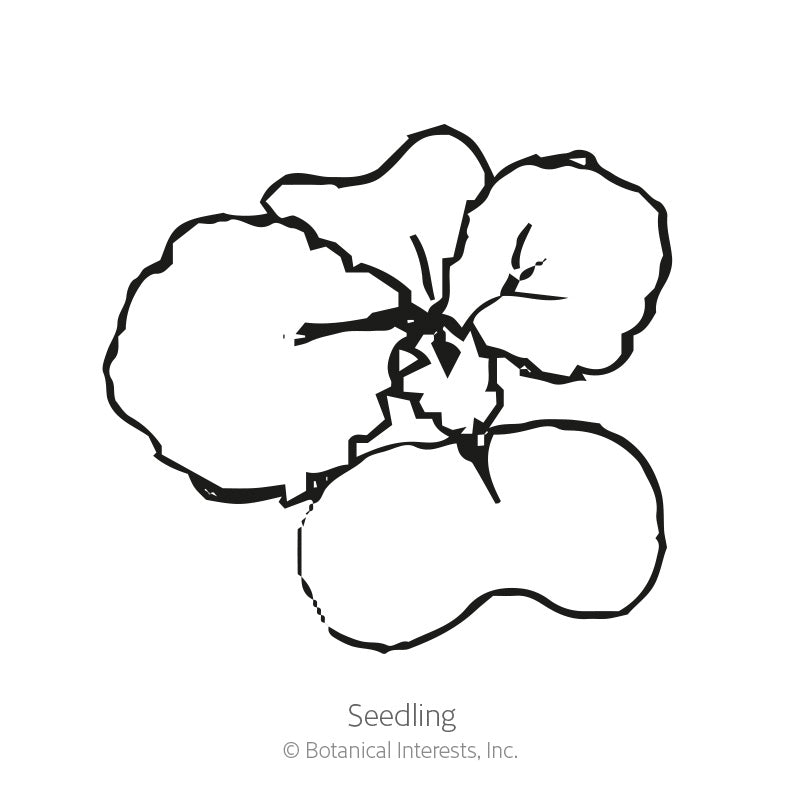 Black and white line illustration of a young rutabaga seedling, showing four rounded cotyledon leaves radiating from a central stem, labeled "Seedling".