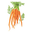 Illustrated bunch of long, slender tapering carrots in bright orange with tangled, curling stems and feathery green tops, shown on a plain white background.