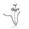 Line drawing of a young carrot seedling labeled "Seedling," showing slender arching first leaves flanking a central stem topped with small serrated true leaves, with Botanical Interests copyright text below.